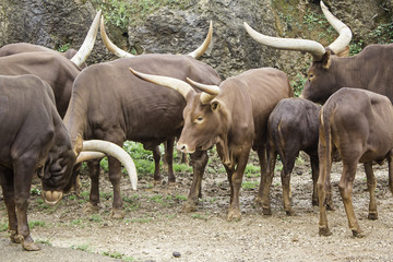 Animals watusi