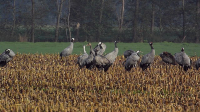 Large group of migrating Common Cranes or Eurasian Cranes (Grus Grus) bird standing in a field during an autumn day. 