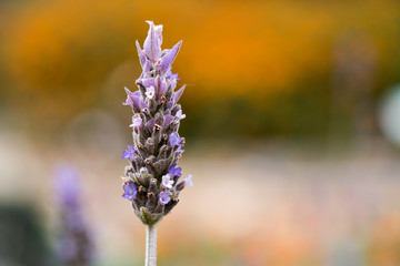 Lavender (Lavendula angustifolia)