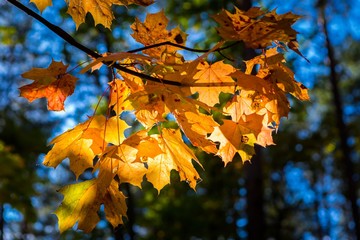 Close up of autumnal maple tree branches