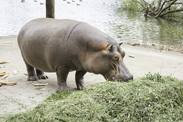 Hippo eating grass