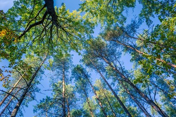 Autumnal forest from below.