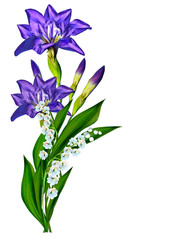 Fototapeta na wymiar Blue iris flower isolated on white background