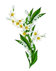 Cercles muraux Muguet spring flowers snowdrops isolated on white background