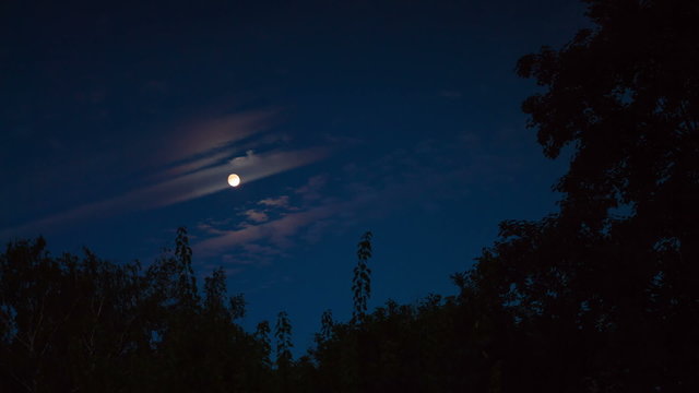 Night moon rises on the horizon and trees on the background of