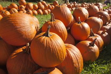 Pumkins in a pumpkin patch