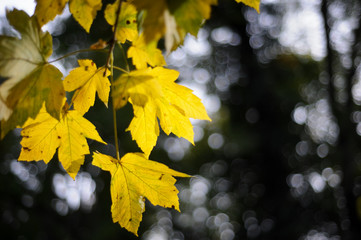 Colorful vibrant yellow foliage in the autumn park