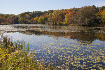 An autumn view of a swamp in the Berkshire Mountains of Western Massachusetts.