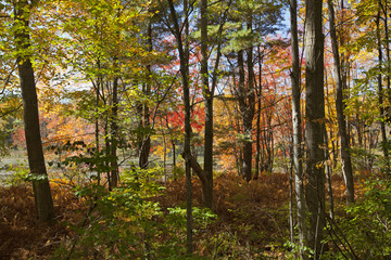 Colorful fall foliage in the Berkshire Mountains of Western Massachusetts.