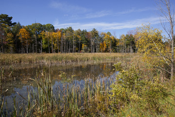 An autumn view of a swamp in the Berkshire Mountains of Western Massachusetts.