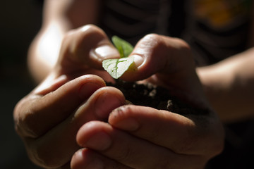 Hope.Male hands holding young plant. Ecology concept