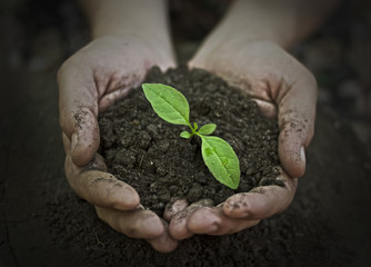 Hope.Male hands holding young plant. Ecology concept