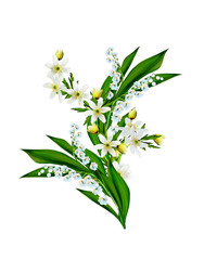 spring flowers snowdrops isolated on white background