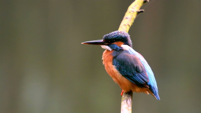 Common Kingfisher (Alcedo atthis), also known as the Eurasian Kingfisher or River Kingfisher sitting on a branch and cleaning its feathers.
