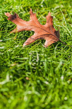 Herbst, Laub, Eichenblatt im Gras, Roteiche, einzelnes Blatt einer Amerikanischen Eiche, Quercus rubra, Botanik