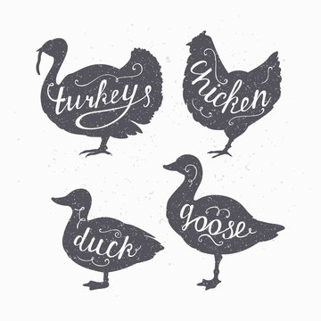 Set of hand drawn hipster style farm birds silhouettes. Chicken