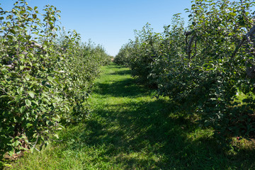 Fototapeta na wymiar Rows of trees in an apple orchard on a beautilful fall day.