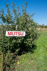 Apple trees and sign indicating type as Mutsu