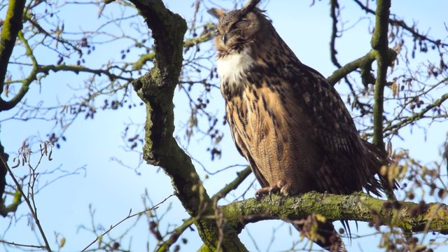 Eurasian eagle-owl (Bubo bubo) sitting high up in a tree. The bird of prey is cleaning its feathers in the sun.