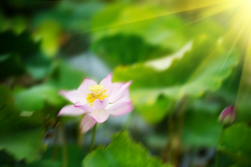 lotus flower blossom