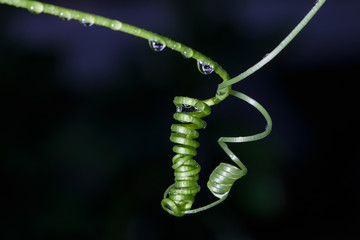 green hand of ivy gourd