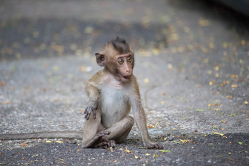 Obraz premium 可愛いサル 