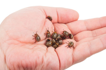 Obraz premium Colorado beetles on palms