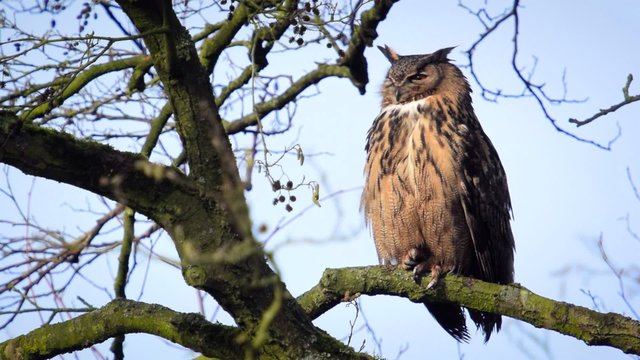 Eurasian eagle-owl (Bubo bubo) sitting high up in a tree. The bird of prey is cleaning its feathers in the sun.