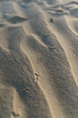 bird footprints in the sand