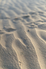 bird footprints in the sand