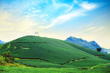 Moc Chau tea hill, Moc Chau village, Son La province, Vietnam
