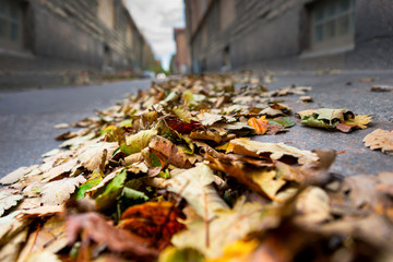  Leaves on street on autumn day