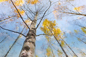 Fototapeta premium birch tree in autumn