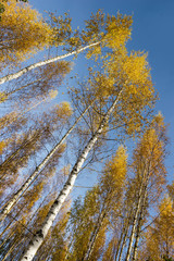 Tree canopy of birch trees