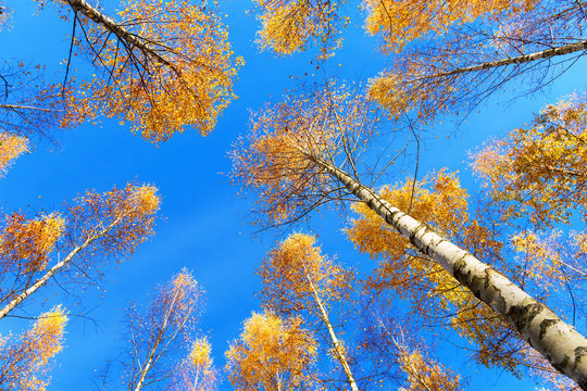 Tree canopy of birch trees