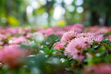 Obraz premium Close up of pink flower, West Indian Jasmine