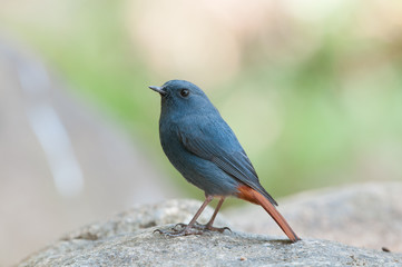 Fototapeta premium The plumbeous water redstart (Rhyacornis fuliginosa) is a species of bird in the family Muscicapidae. It is found in South Asia, Southeast Asia and China.