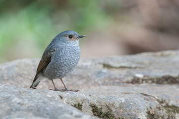 The plumbeous water redstart (Rhyacornis fuliginosa) is a species of bird in the family Muscicapidae. It is found in South Asia, Southeast Asia and China.