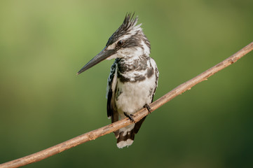 The pied kingfisher (Ceryle rudis) is a water kingfisher and is found widely distributed across Africa and Asia. Its black and white plumage,