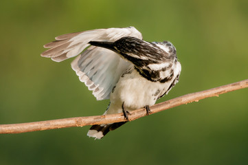 The pied kingfisher (Ceryle rudis) is a water kingfisher and is found widely distributed across Africa and Asia. Its black and white plumage,
