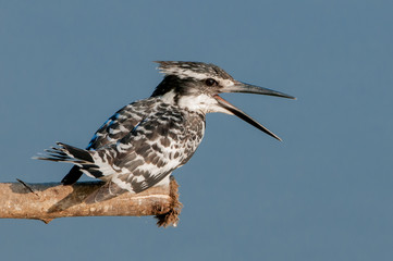 The pied kingfisher (Ceryle rudis) is a water kingfisher and is found widely distributed across Africa and Asia. Its black and white plumage,