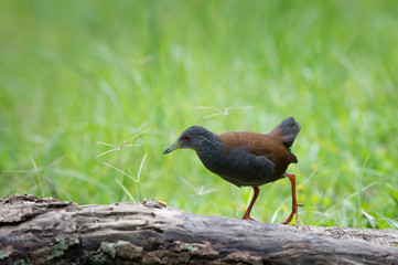 The black-tailed crake (Amaurornis bicolor) is a species of bird in the Rallidae family. It is...