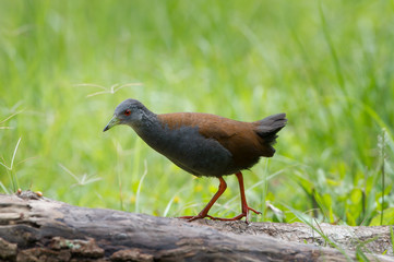 The black-tailed crake (Amaurornis bicolor) is a species of bird in the Rallidae family. It is found in Bhutan, China, India, Laos, Myanmar, Nepal, Thailand, and Vietnam.