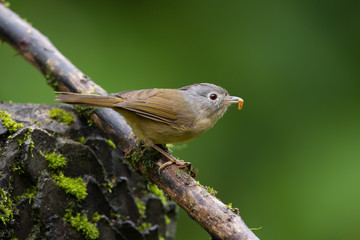 The grey-cheeked fulvetta (Alcippe morrisonia) is a species of bird in the Pellorneidae family.