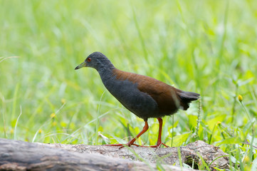 Obraz premium The black-tailed crake (Amaurornis bicolor) is a species of bird in the Rallidae family. It is found in Bhutan, China, India, Laos, Myanmar, Nepal, Thailand, and Vietnam.