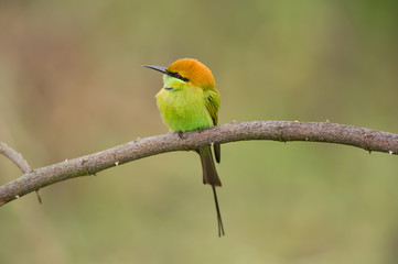 Birds Name: Green bee-eater
