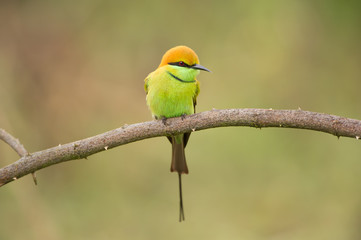 Birds Name: Green bee-eater
