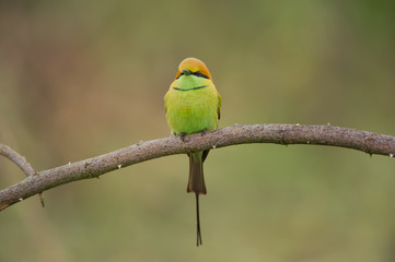 Birds Name: Green bee-eater
