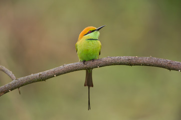 Birds Name: Green bee-eater
