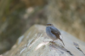 The plumbeous water redstart (Rhyacornis fuliginosa) is a species of bird in the family Muscicapidae. It is found in South Asia, Southeast Asia and China.